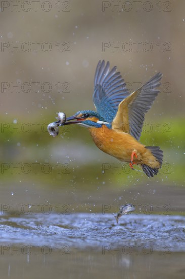 Kingfisher (Alcedo atthis), in flight with two fish in its beak, Lechauen, Bavaria
