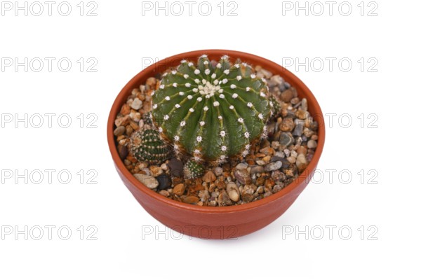 Small 'Echinopsis Hybrid' cactus plant in flower pot on white background