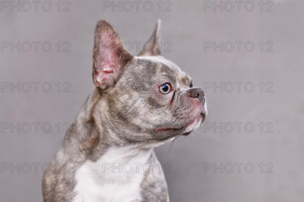 Portrait of lilac brindle French Bulldog dog with long healthy nose in front of gray background