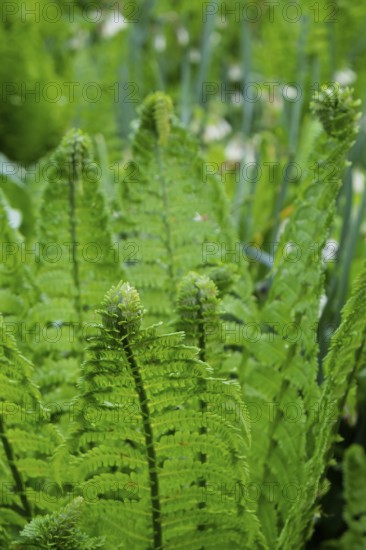 Young shoot, curled leaves of a fern frond, North Rhine-Westphalia, Germany