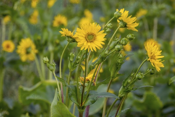 Silphium perfoliatum (Silphium perfoliatum), perennial and perennial plant that can be cultivated as an energy crop due to its high biomass production, Münsterland, North Rhine-Westphalia, Germany