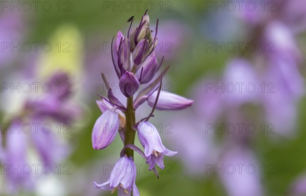 Bluebell (Hyacinthoides), North Rhine-Westphalia, Germany