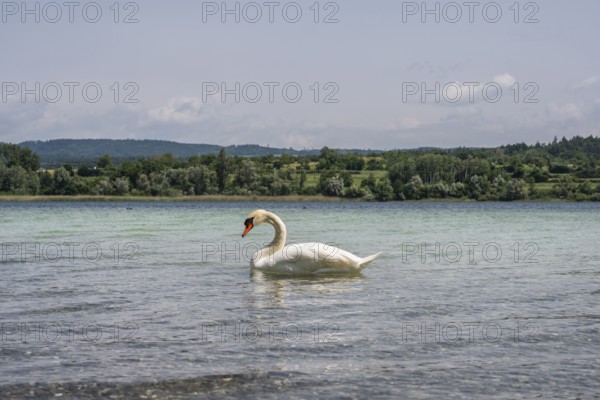 Ein Höckerschwan (Cygnus olor) am Bodenseeufer, Radolfzell am Bodensee, Landkreis Konstanz, Baden-Württemberg, Deutschland