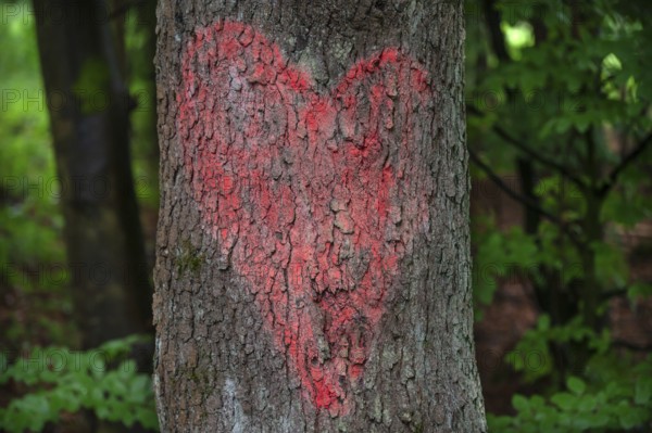 Painted red heart on a tree trunk, Bavaria, Germany