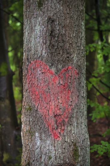 Painted red heart on a tree trunk, Bavaria, Germany