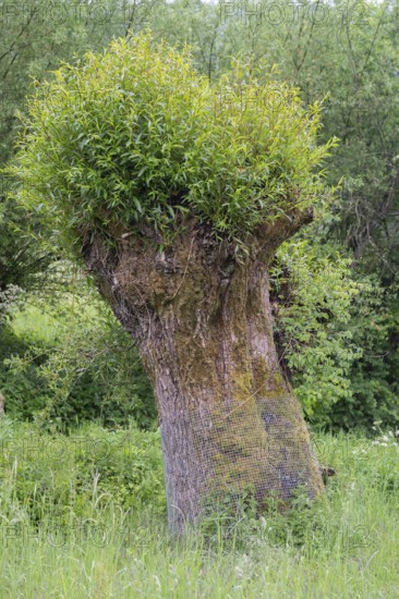 Freshly sprouting willow (Salix), Franconia, Bavaria, Germany