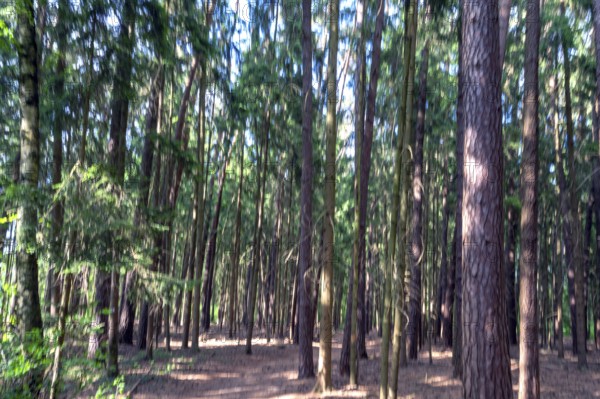Pine forest (Pinus sylvestris), blurred, Franconia, Bavaria, Germany