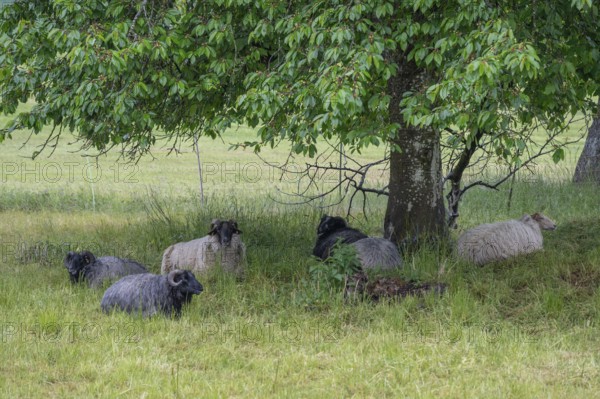 Heidschnucken (Ovis ammon f. aries), resting under a cherry tree, Franconia, Bavaria, Germany