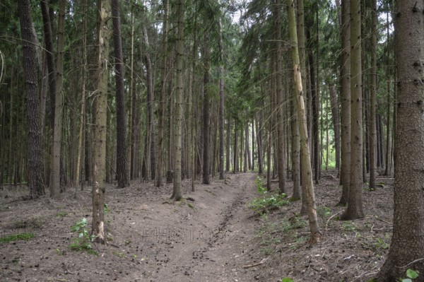 Spruce forest (Picea), Franconia, Bavaria, Germany