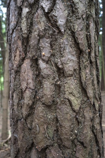 Bark of a pine tree (Pinus sylvestris), Franconia, Bavaria, Germany