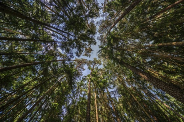 Pine forest (Pinus sylvestris), Franconia, Bavaria, Germany
