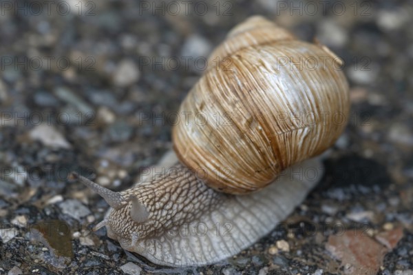 Vineyard snail (Helix pomatia) on the road, Bavaria, Germany