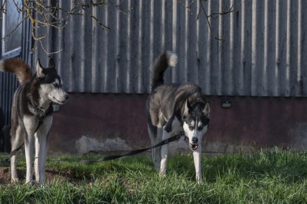Dogs, two Siberian Huskies (Canis lupus familiaris) in front of a barn on a farm, Bavaria, Germany