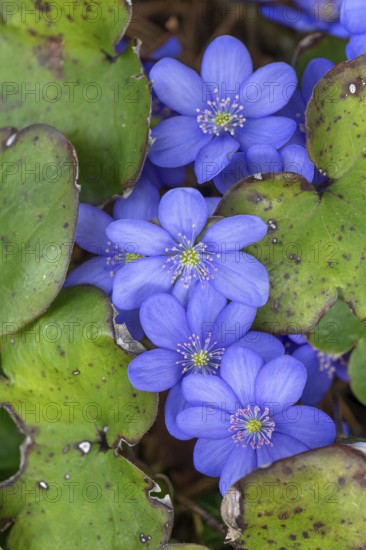 Liverwort (Hepatica nobilis), Bavaria, Germany
