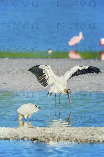 Wood Stork (Mycteria Americana) and Roseate Spoonbills (Platalea ajaja) fishing, Sanibel Island, J.N. Ding Darling National Wildlife Refuge, Florida, USA
