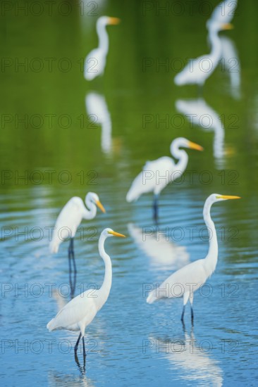Great white egrets (Ardea alba) looking for food in a pond, Sanibel Island, J.N. Ding Darling National Wildlife Refuge, Florida, USA