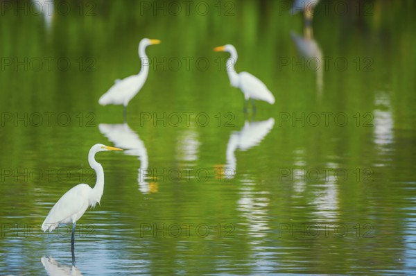 Great white egrets (Ardea alba) looking for food in a pond, Sanibel Island, J.N. Ding Darling National Wildlife Refuge, Florida, USA