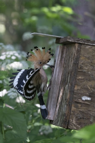 Hoopoe (Upupa epops) with captured mole cricket at the nesting box, Upper Spreewald, Brandenburg, Germany