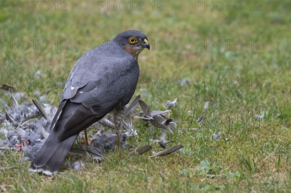 Sparrowhawk (Accipiter nisus), male plucks the bird he has just captured after a successful hunt in the meadow and crowns it extensively, Bielefeld, Germany