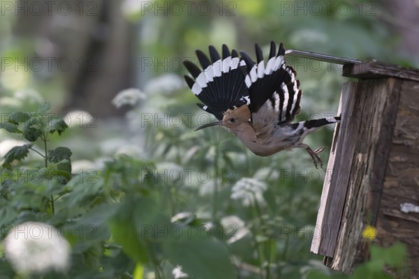 Hoopoe (Upupa epops) flies out of the nesting box after feeding the young birds, Oberspreewald, Brandenburg, Germany