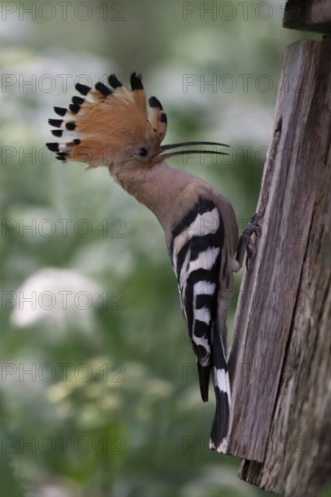 Hoopoe (Upupa epops) at the nesting box, Oberspreewald, Brandenburg, Germany