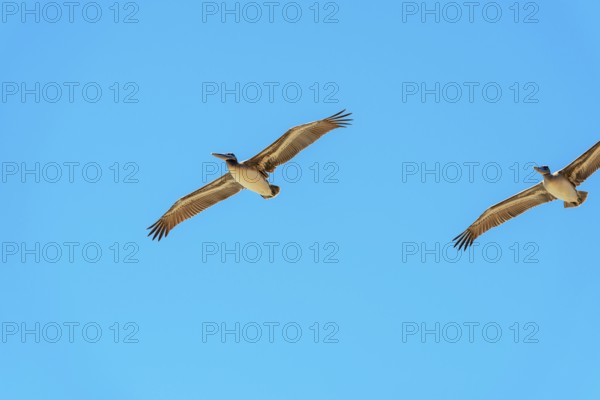 Brown Pelicans in flight, Orange County, California, USA, North America