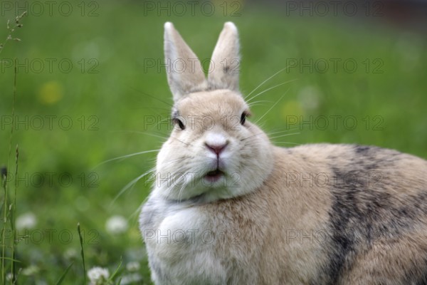 Rabbit (Oryctolagus cuniculus), portrait, grass, funny, cute, face, frontal view of a rabbit