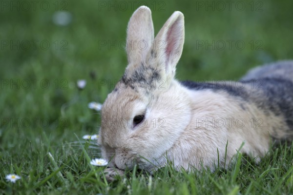 Rabbit (Oryctolagus cuniculus), portrait, lying, grass, cute, Easter, A brown rabbit lies relaxed in the grass by the daisies