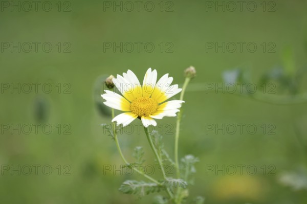 Glebionis coronaria, flower, white, yellow