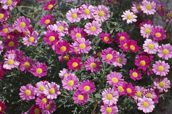 Shrub marguerite (Argyranthemum frutescens), pink, pink flowers, Many coloured flowers of a shrub marguerite