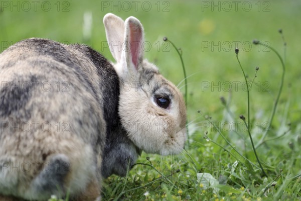 Rabbit (Oryctolagus cuniculus), side profile, blades of grass, eating, natural, The brown rabbit eats the fresh grass in the garden