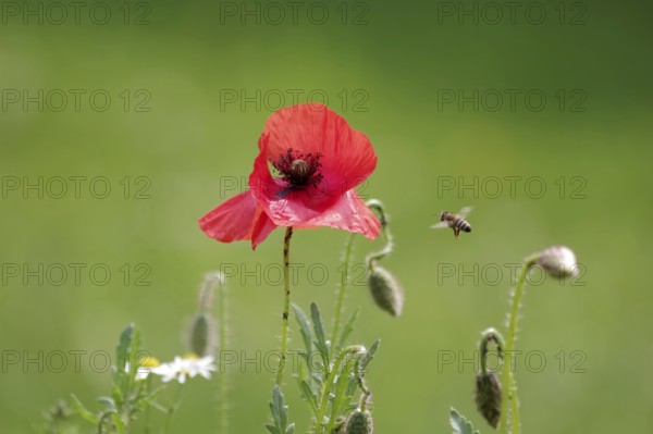 Red poppy (Papaver rhoeas), bee, garden, A bee flies to the poppy flower