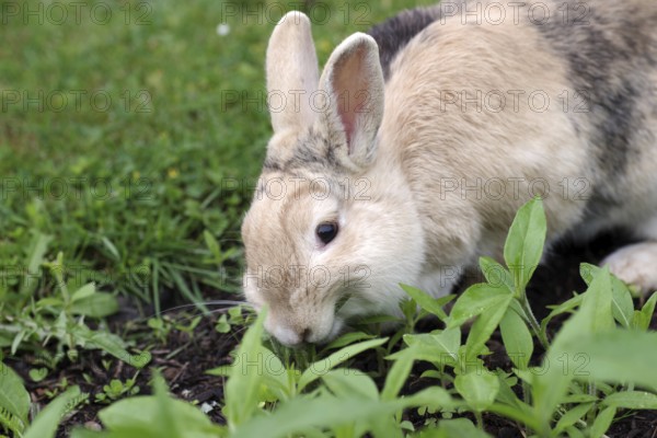 Rabbit (Oryctolagus cuniculus), Jerusalem artichoke, eat, cute, The rabbit eats the green leaves of the Jerusalem artichoke