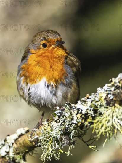 European Robin, Erithacus rubecula, bird in forest