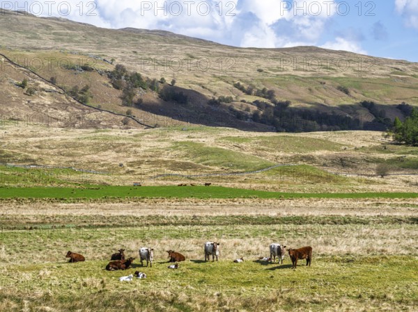 Cows on Farms over River Dochart, Road A85, Perthshire, Scotland, UK