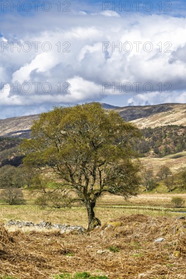 Farms over River Dochart, Road A85, Perthshire, Scotland, UK