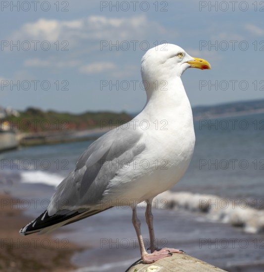 European Herring Gull, Larus argentatus, standing on sea wall above beach, Dawlish, south Devon, England, UK