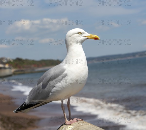 European Herring Gull, Larus argentatus, standing on sea wall above beach, Dawlish, south Devon, England, UK