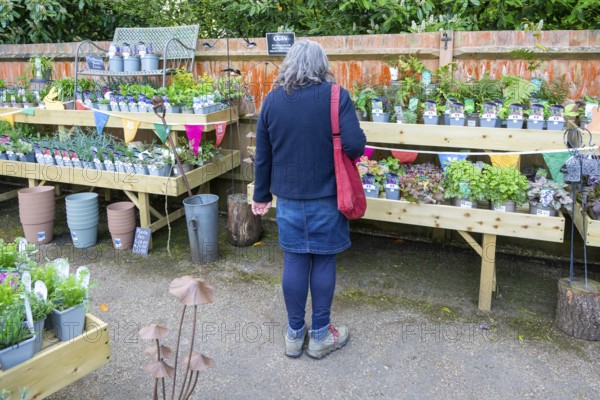 Woman looking at plants in garden centre, Suffolk, England, UK