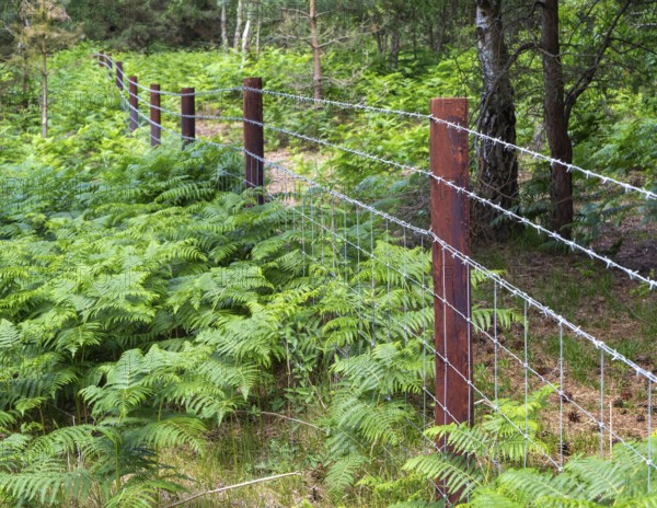 Stock fencing posts and barbed wire running through woodland and bracken, Suffolk, England, UK