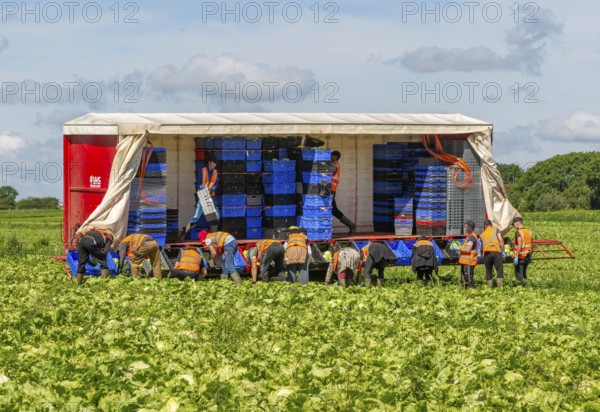 Team of foreign workers harvesting lettuce crop loading onto boxes on trailer, Suffolk, England, UK
