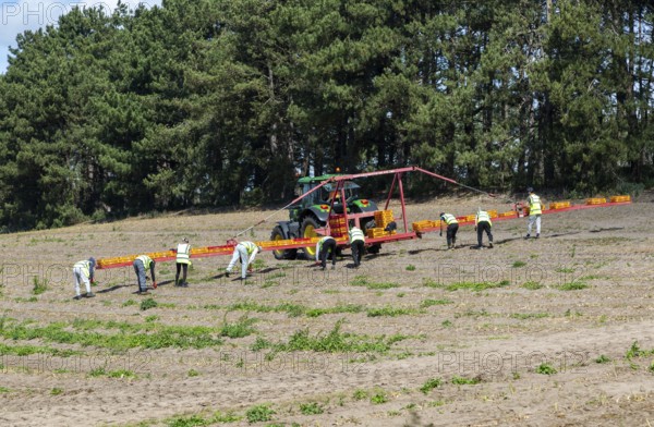 Team of foreign workers harvesting asparagus crop loading onto boxes on tractor boom, Suffolk, England, UK