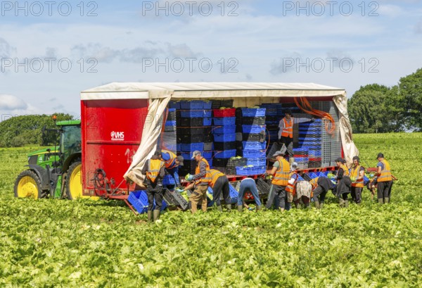 Team of foreign workers harvesting lettuce crop loading onto boxes on tractor trailer, Suffolk, England, UK