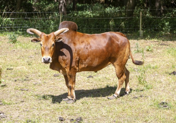 Zebu cattle bullock with horns and hump standing in field, Suffolk, England, UK