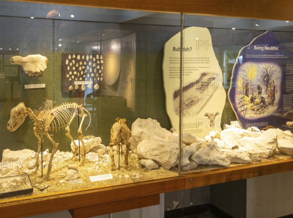 Neolithic archaeology exhibition inside Alexander Keiller Museum, Avebury, Wiltshire, England, UK