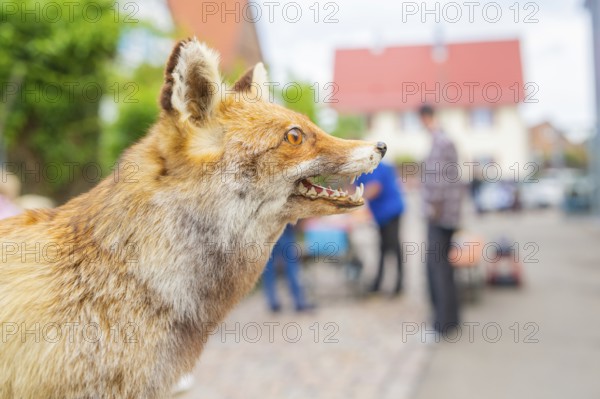 Close-up of a fox on a city street, with blurred background, family party in Neubulach, district of Calw, Germany