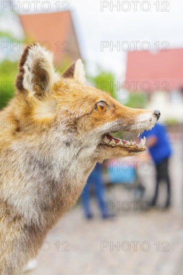 Close-up of the head of a fox with urban background and engraved detail, family party in Neubulach, district of Calw, Germany