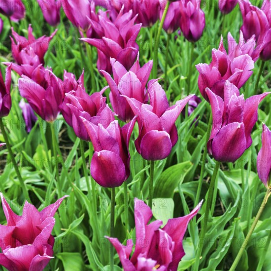 Pink tulips, tulip field, Bollenstreek, South Holland, Netherlands