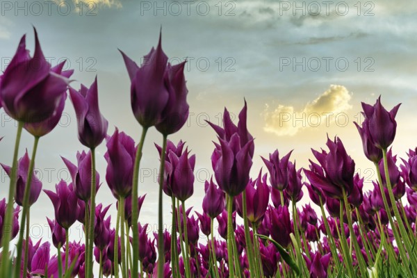 Pink tulips, view from below, evening sky, tulip field, Bollenstreek, South Holland, Netherlands