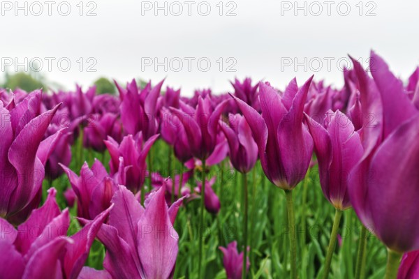 Pink tulips, dull spring weather, cloud cover, tulip field, Bollenstreek, South Holland, Netherlands